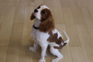 犬の保育園　保育園生キャバリアのしおんちゃん