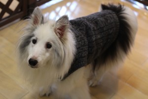 シェルティ服着ました