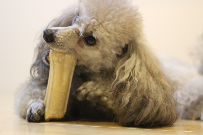 犬　食べ物を守る