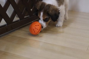 犬の知育玩具