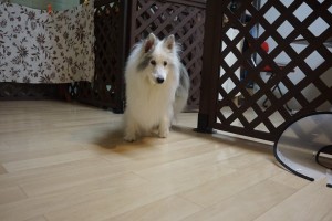 老犬になったばう