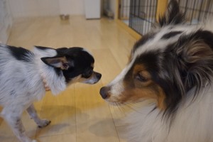 犬慣れ中のチワワ