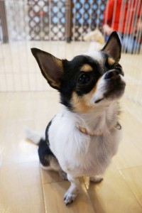 チワワのまるちゃん