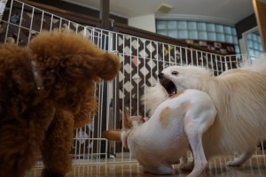 ポメラニアン