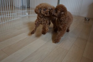 犬の遊び