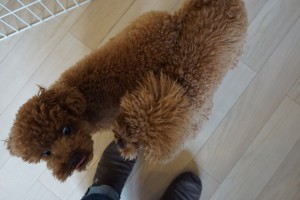 トイプードル　子犬