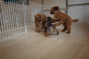 子犬の遊び