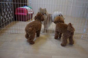 子犬　後ろ姿