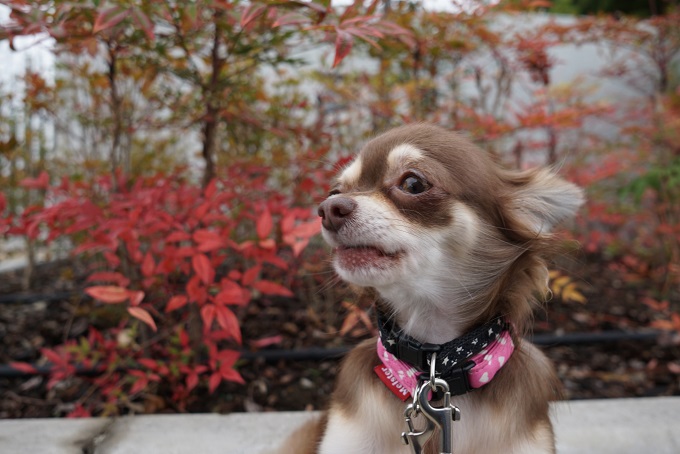紅葉と犬