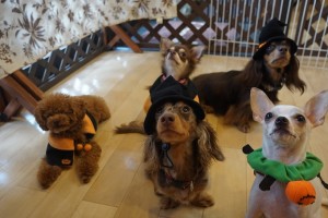 ドッグ　ハロウィン