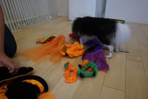ハロウィン　ポメラニアン