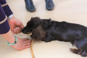 犬の保育園　ミニチュアダックスフンド　フセ