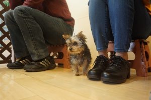 パピーパーティー　子犬　ヨークシャーテリア