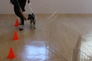 ミニチュアシュナウザー　ヒールウォーク　スラローム