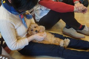 パピーパーティー　リラックスポジション　トイプードル
