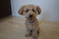 犬の保育園 トイプードル