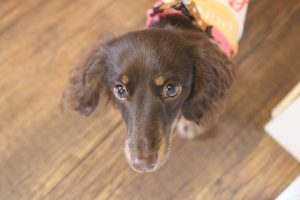 犬の保育園　vowbee　ミニチュアダックスフンド
