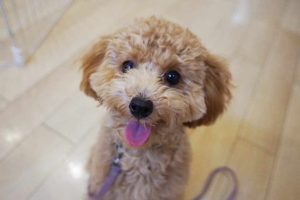 犬の保育園　仙川　調布　駅　犬のトレーニング　トイプードル