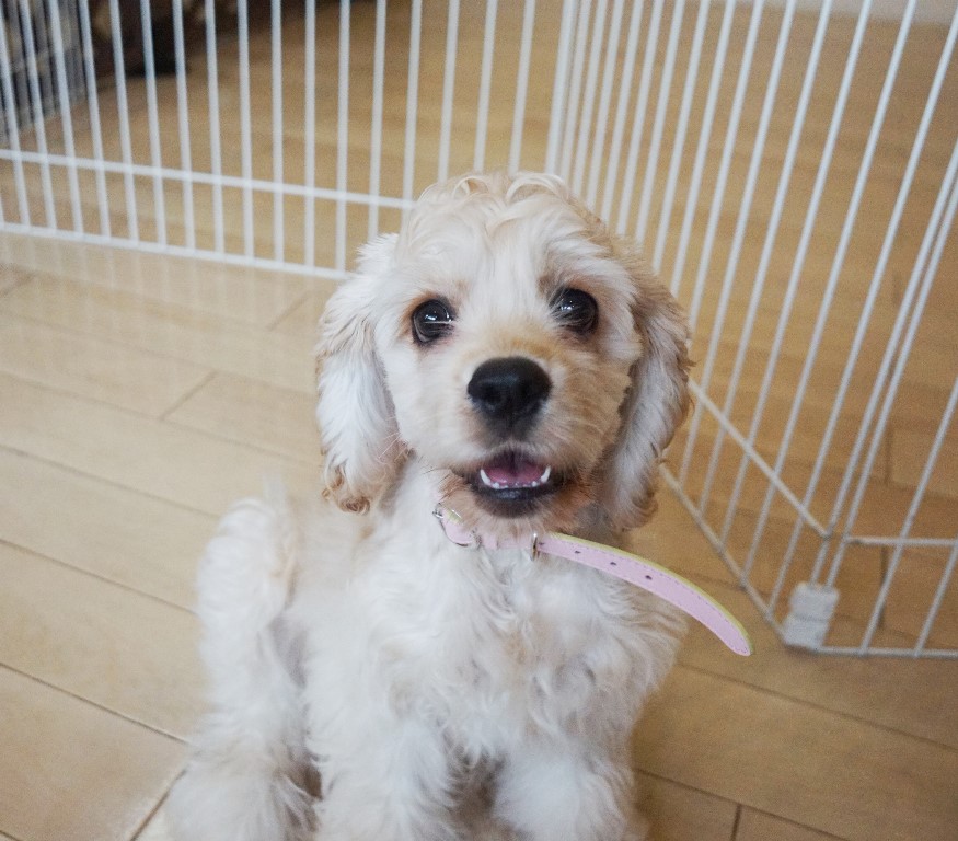 犬の保育園　コッカー　おすわりの練習　指示の出し方　