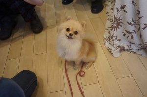 ポメラニアン　オスワリ　スワレ