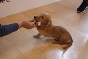 ミニチュアダックスフンド　バイバイ