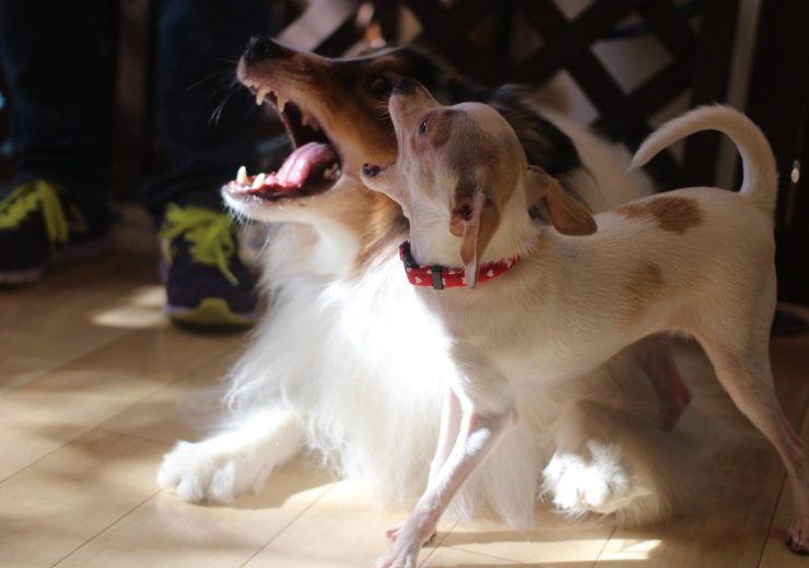 犬の幼稚園