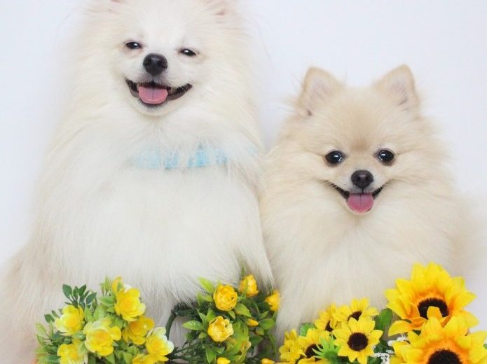 子犬のしつけ