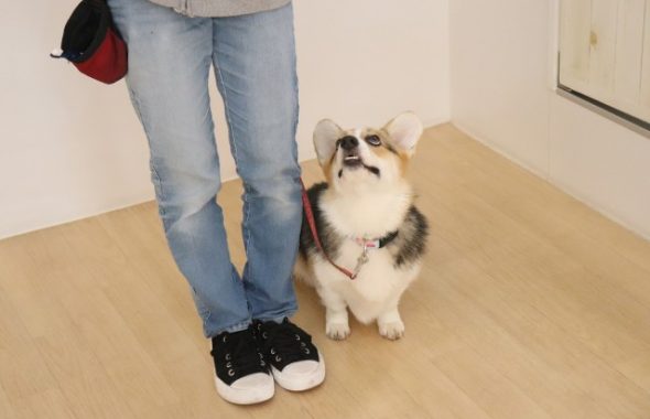 散歩で引っ張らない