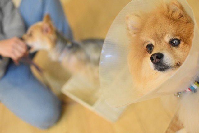 画像に alt 属性が指定されていません。ファイル名: DSC_0183-1.jpg