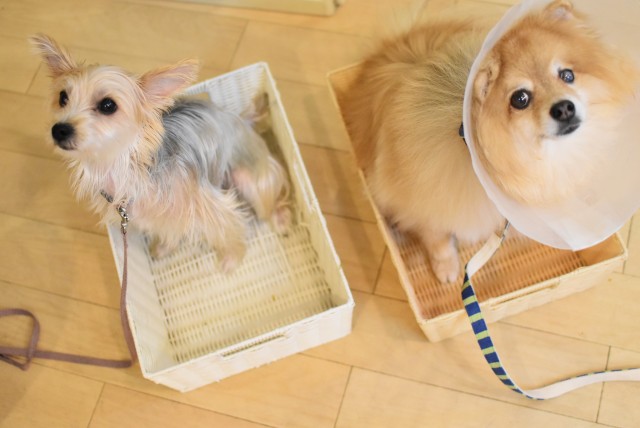 画像に alt 属性が指定されていません。ファイル名: DSC_0202.jpg