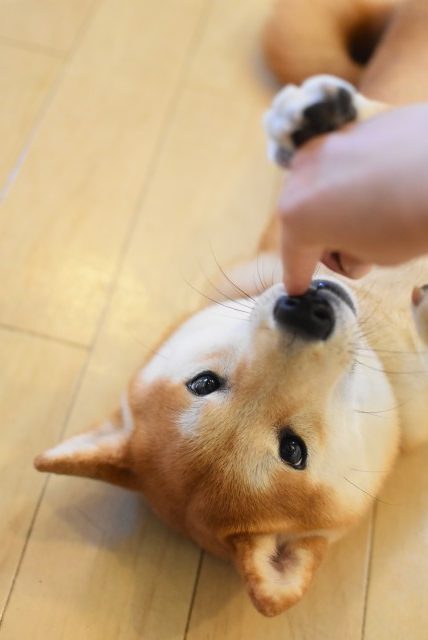 画像に alt 属性が指定されていません。ファイル名: DSC_0224-1-edited.jpg