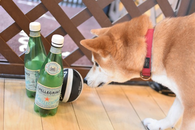画像に alt 属性が指定されていません。ファイル名: DSC_0231-2.jpg