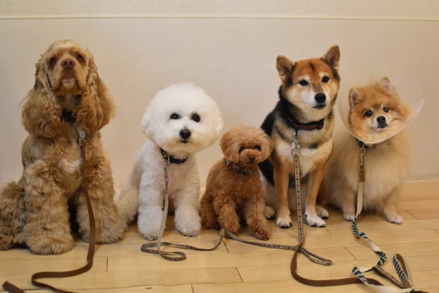 画像に alt 属性が指定されていません。ファイル名: DSC_0236-1.jpg