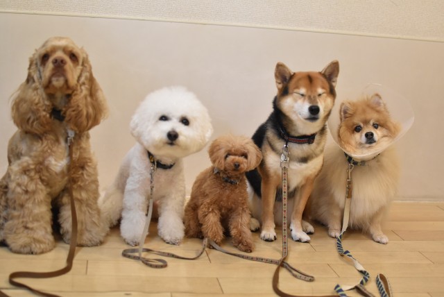 画像に alt 属性が指定されていません。ファイル名: DSC_0239.jpg