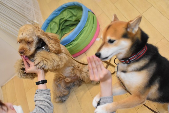 画像に alt 属性が指定されていません。ファイル名: DSC_0260-1.jpg