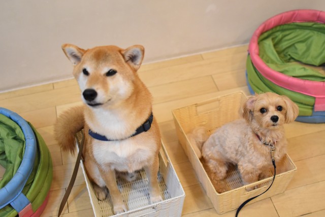 画像に alt 属性が指定されていません。ファイル名: DSC_0362-1.jpg