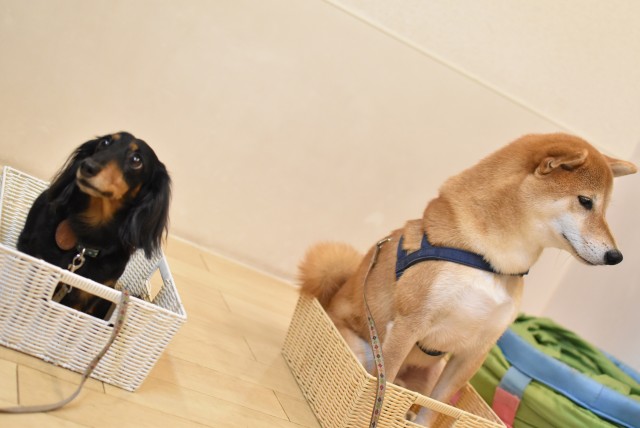 画像に alt 属性が指定されていません。ファイル名: DSC_0390-1.jpg