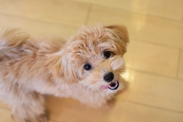 画像に alt 属性が指定されていません。ファイル名: DSC_0680-2.jpg