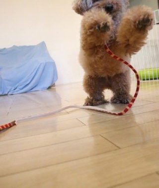 画像に alt 属性が指定されていません。ファイル名: IMG_6014-edited.jpg