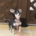 ミックス犬のまろにーちゃん