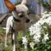 犬とトリックでコミュニケーション