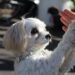 犬の保育園生ミックスラスクくん
