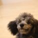 トイプードル　子犬