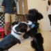 仔犬のしつけ