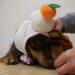 犬 おせち