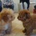 パピーパーティー　子犬の挨拶